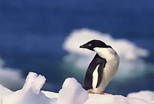 Antarctica Holidays