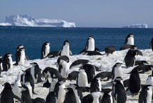 Elephant Island Antarctica