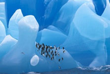 Go to Antarctica