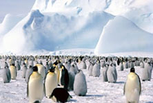 Antarctica Holidays